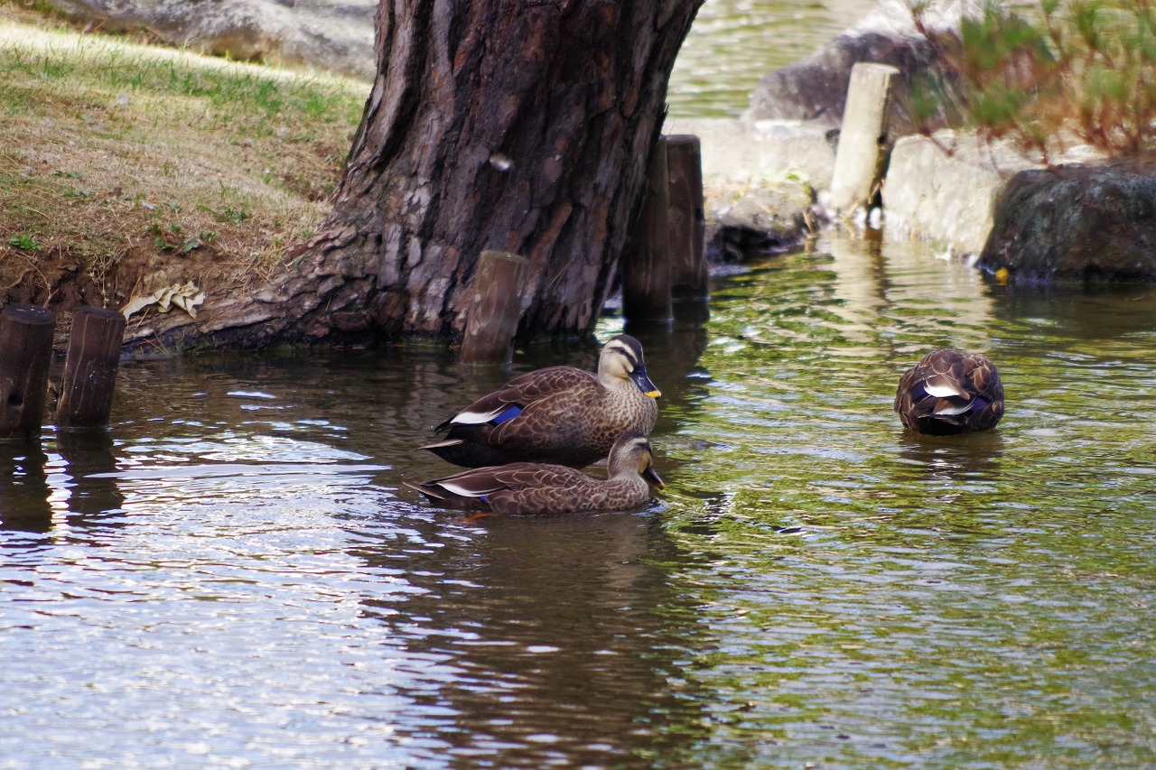 waterfowl natural lake free photo