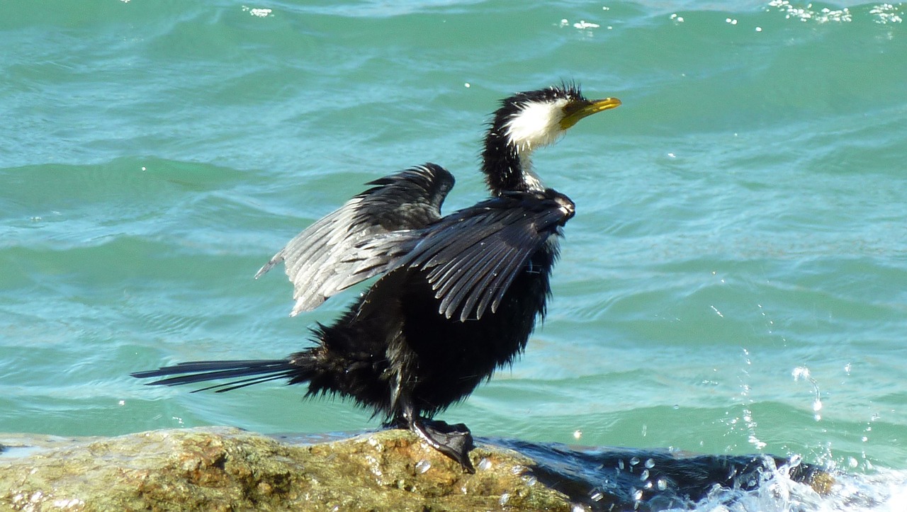 waterfowl bird fly free photo