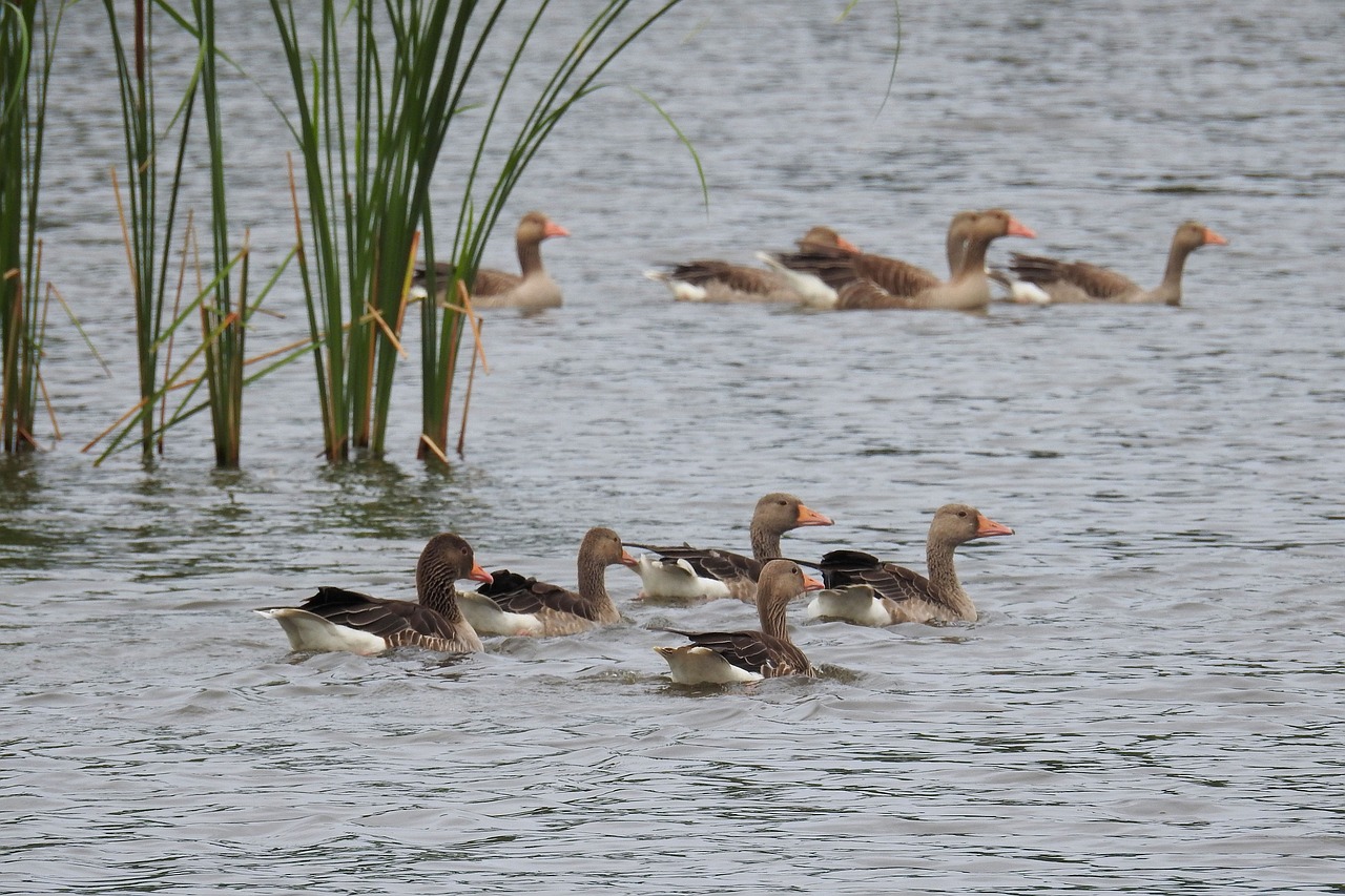 waterfowl geese lake free photo