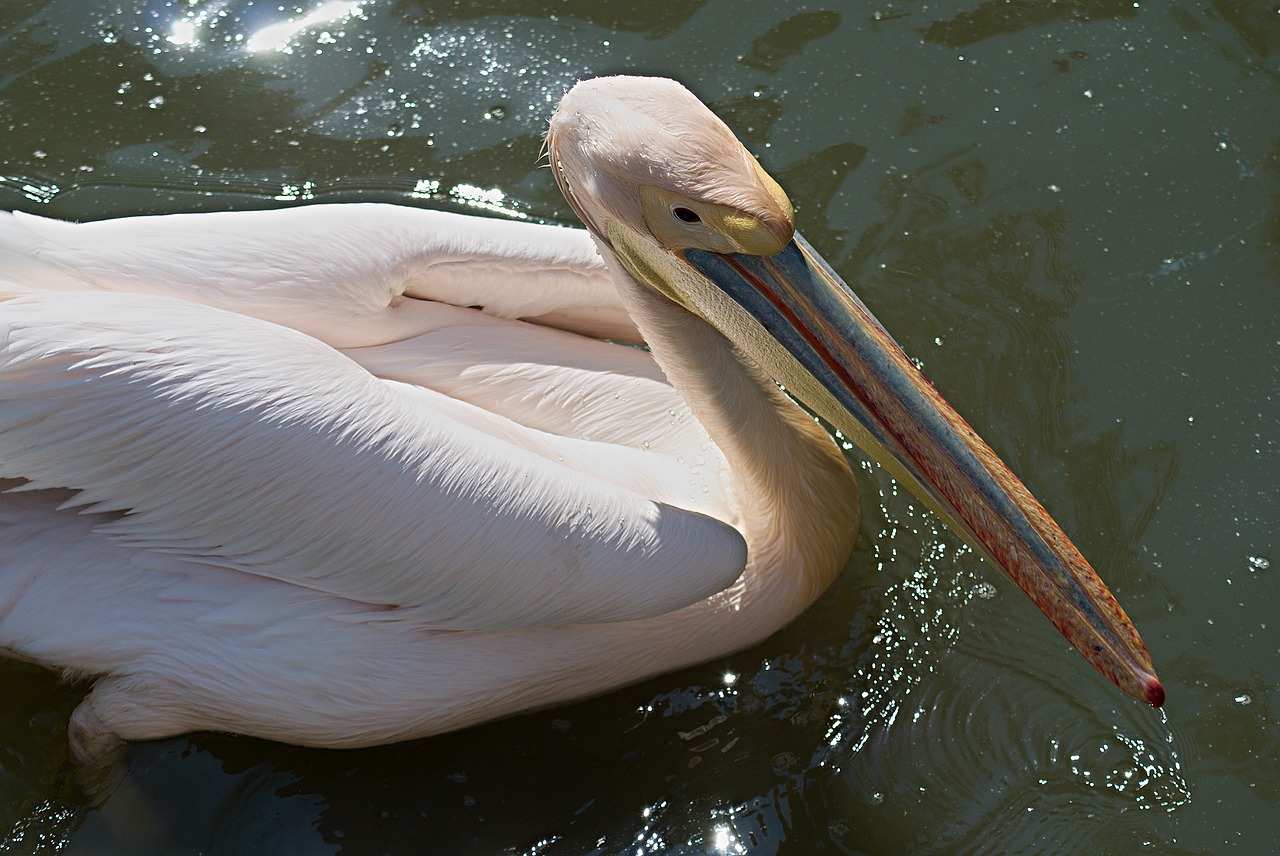 waterfowl pelican zoo free photo