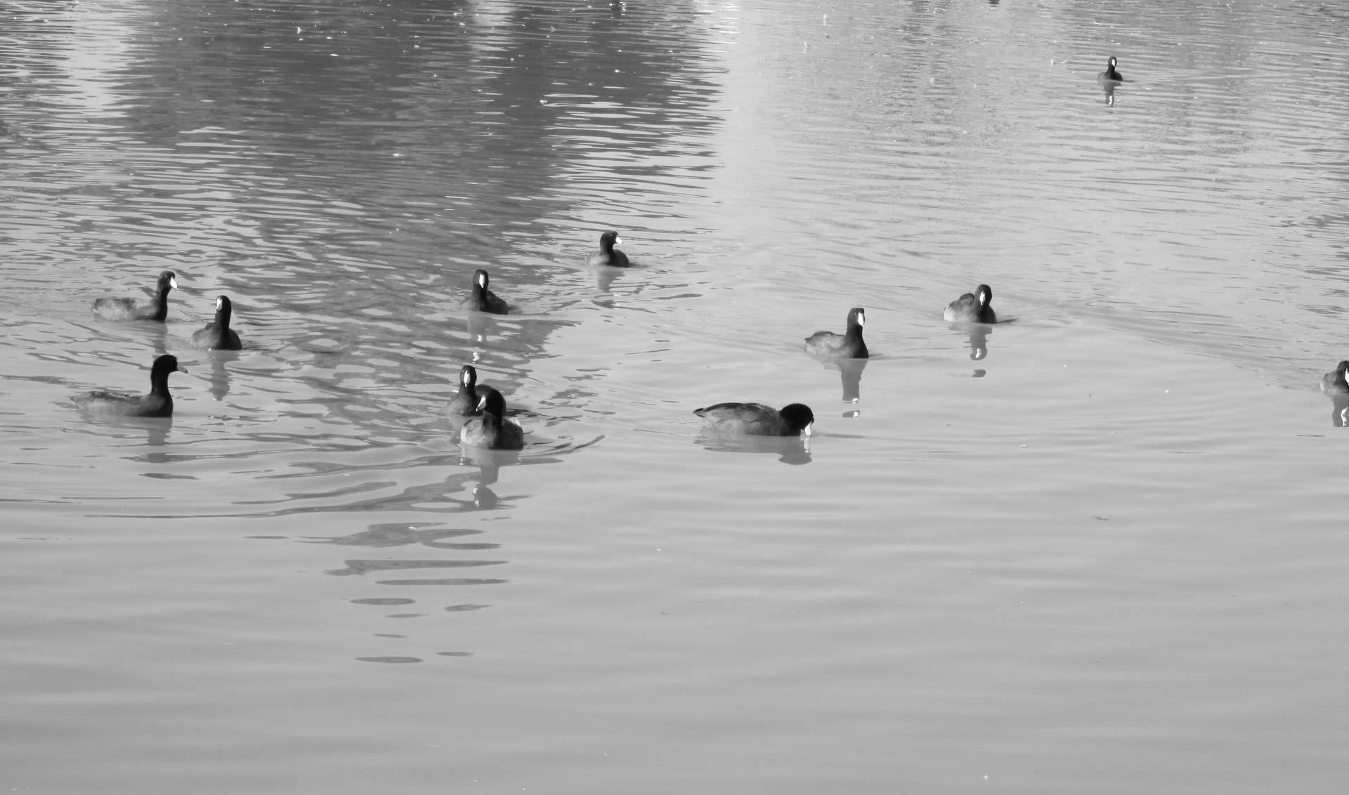 waterfowl bird birds free photo