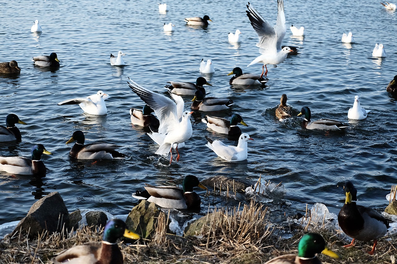 waterfowl feed water free photo