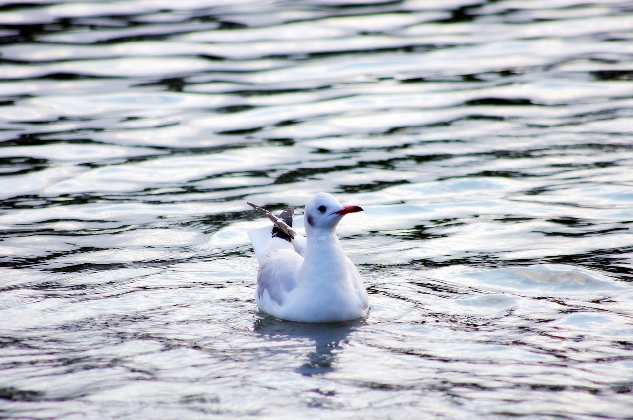 waterfowl seagull bird free photo