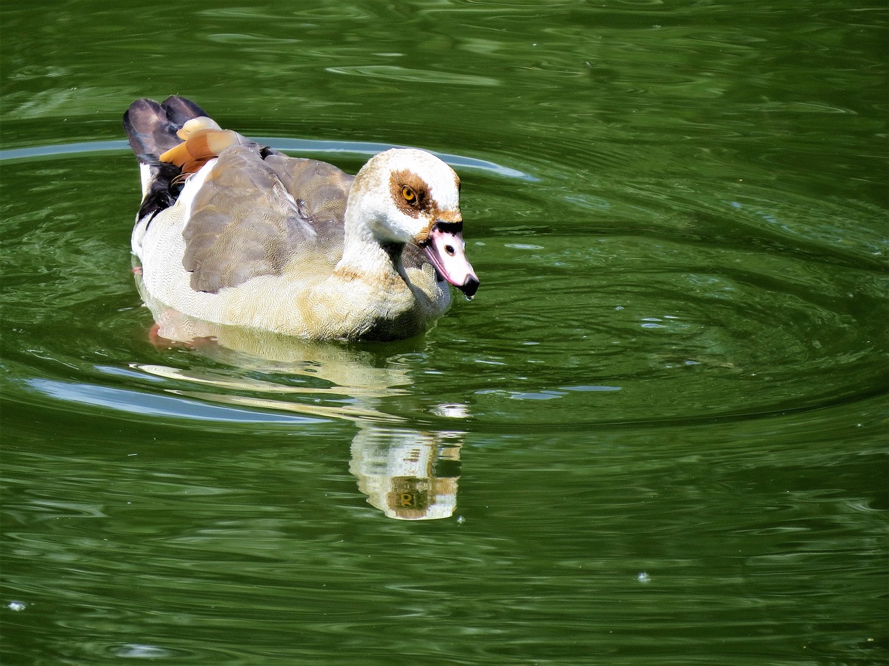 waterfowl colorful water free photo