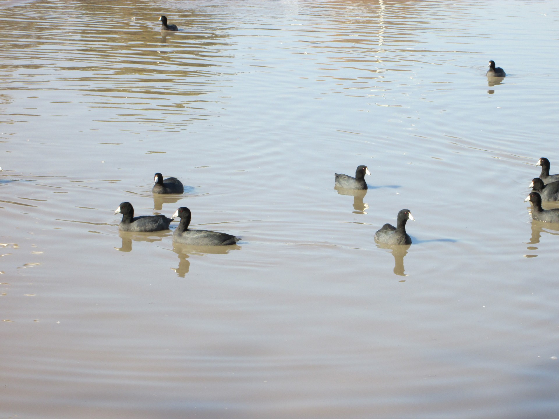 waterfowl bird birds free photo