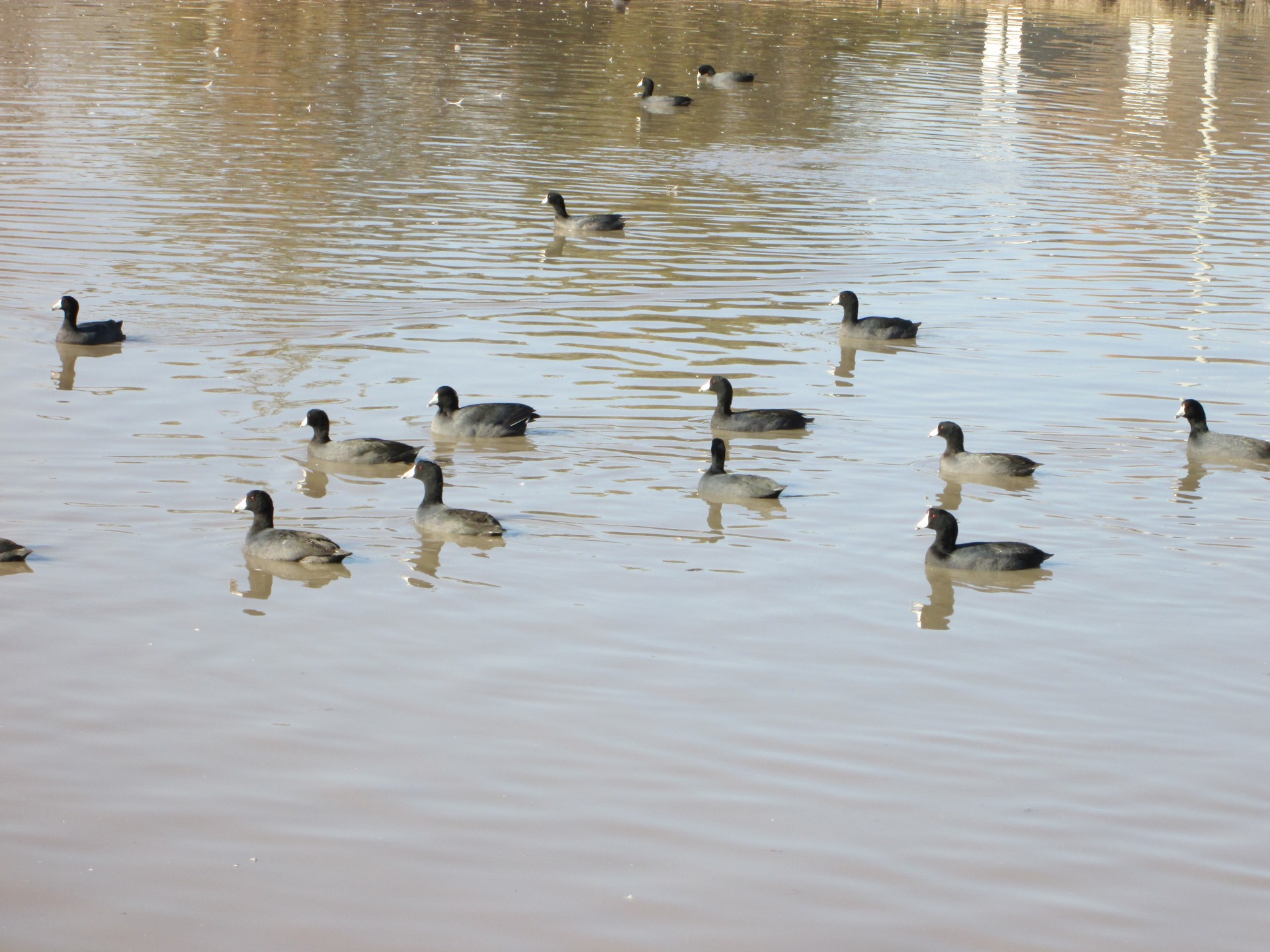 waterfowl bird birds free photo