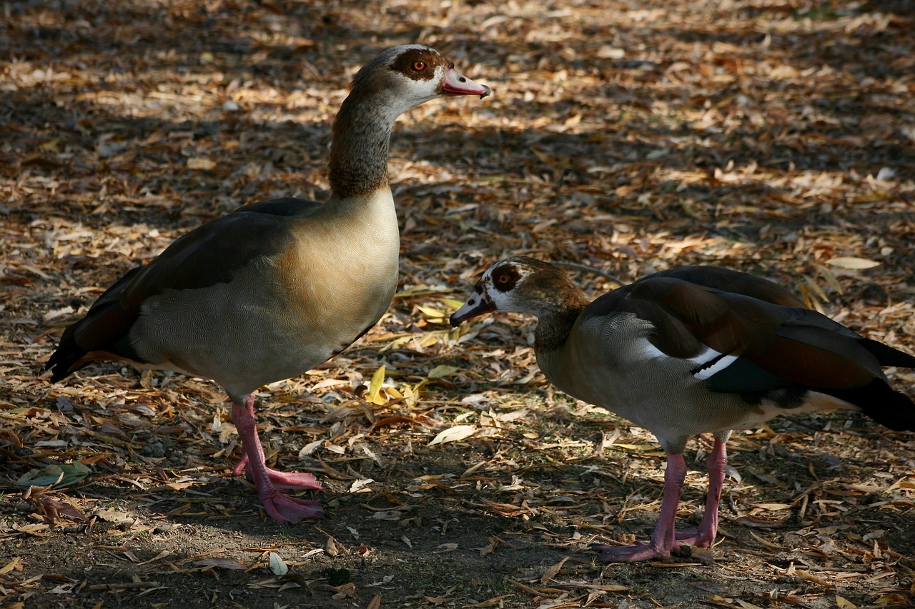 waterfowl  geese  nilgänse free photo