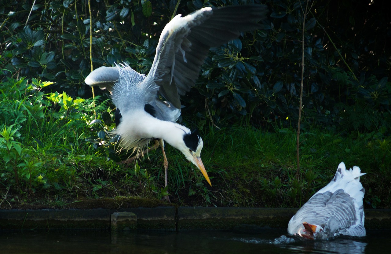 waterfowl birds landing free photo