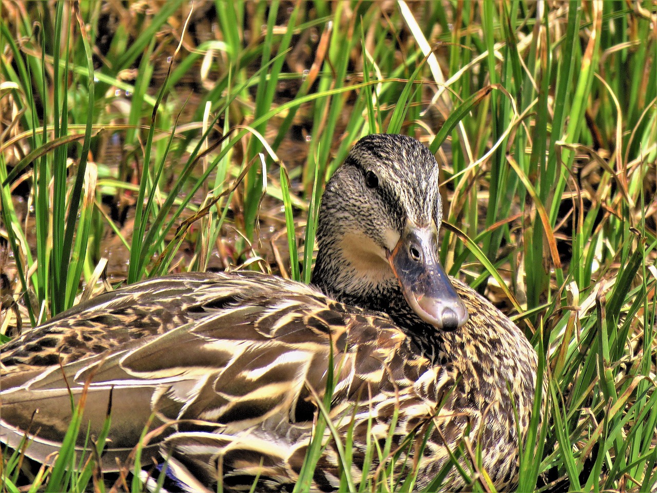 waterfowl  wild  reeds free photo