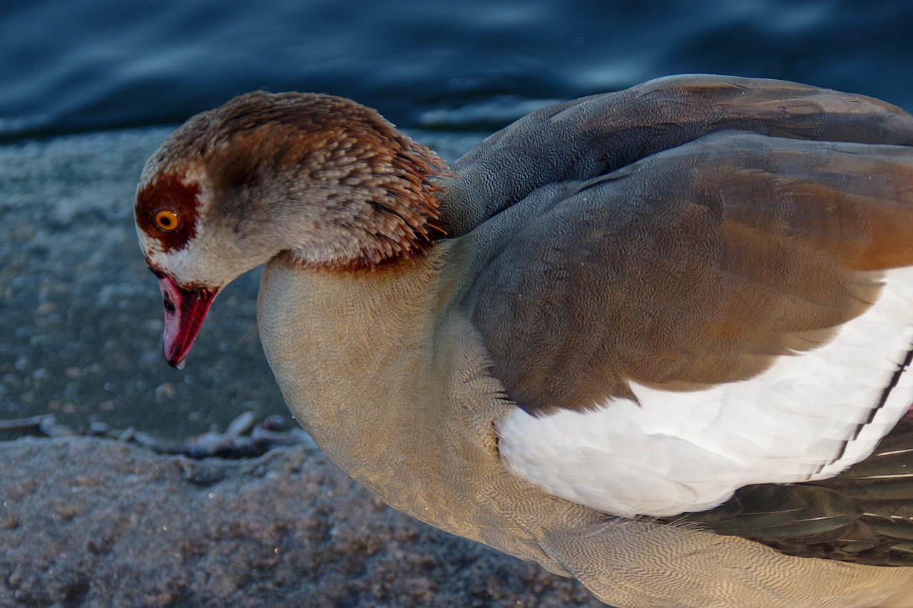 waterfowl  winter  ice free photo