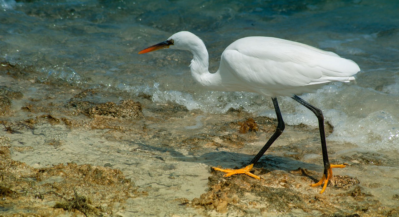 waterfowl  africa  bird free photo