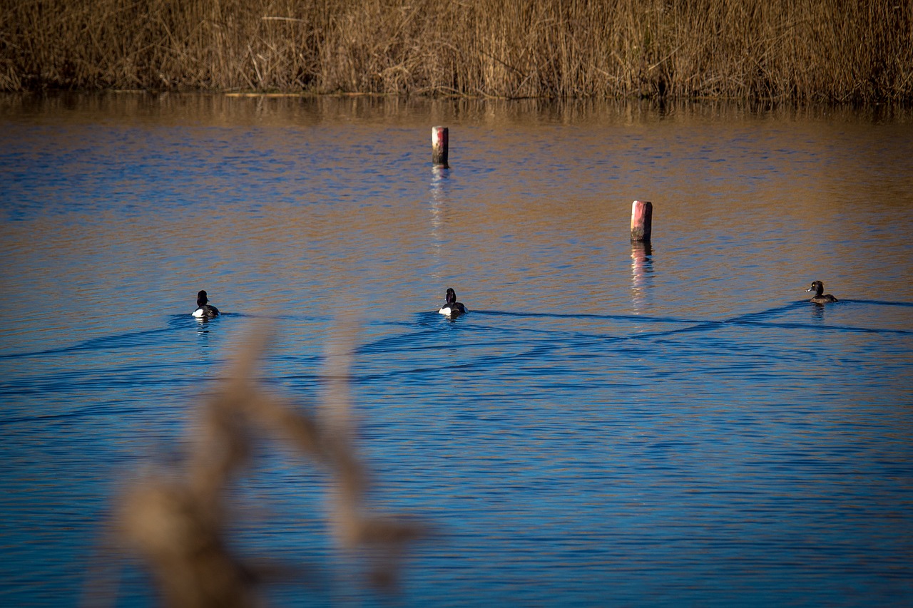 waterfowl  water  reed free photo