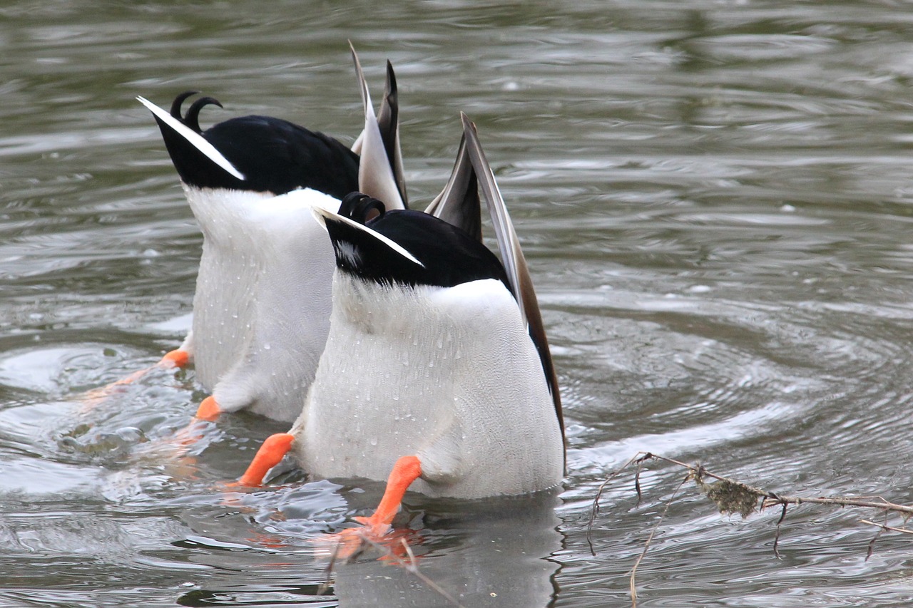 waterfowl  drake  water free photo