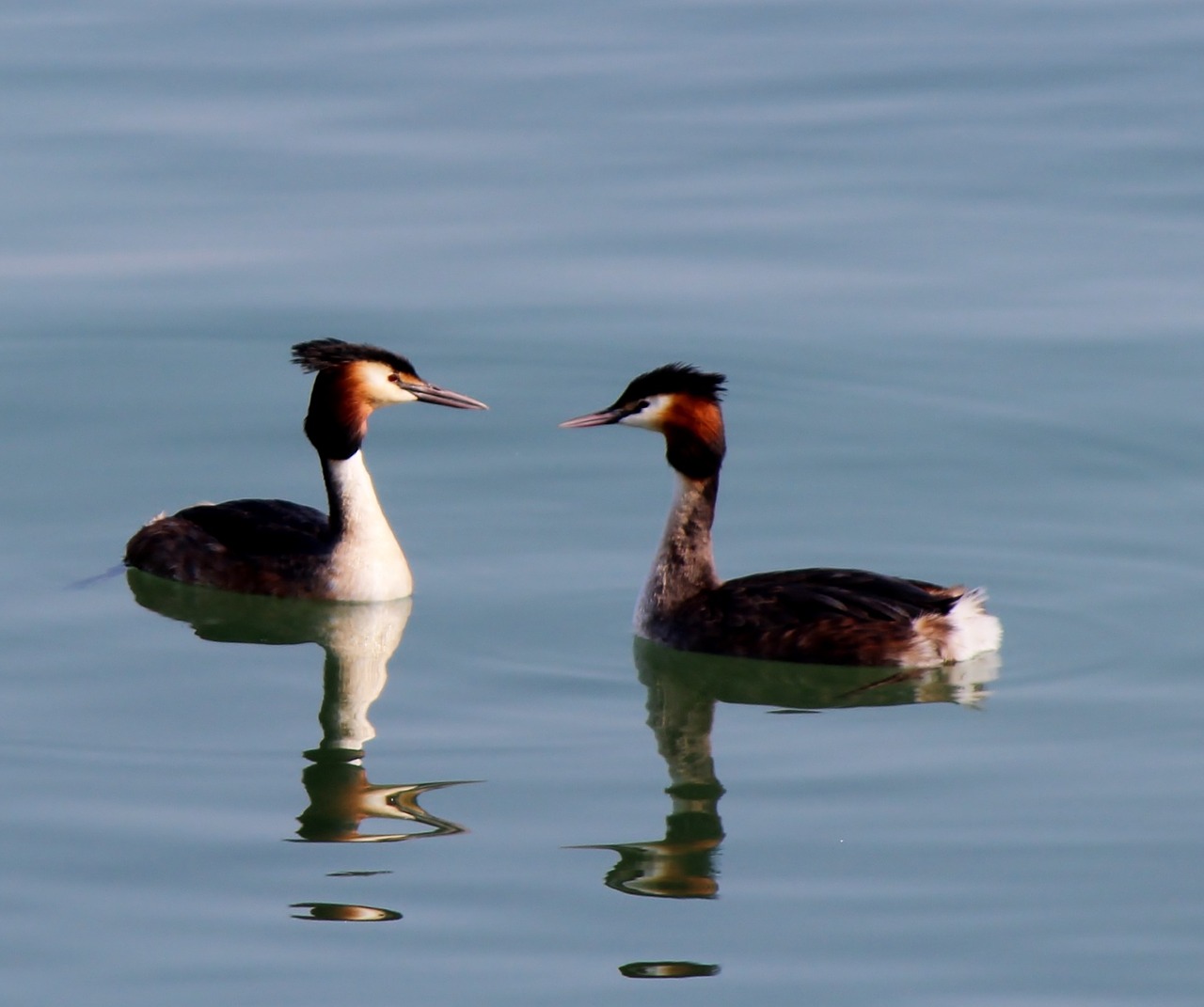 waterfowl great crested grebe pair free photo