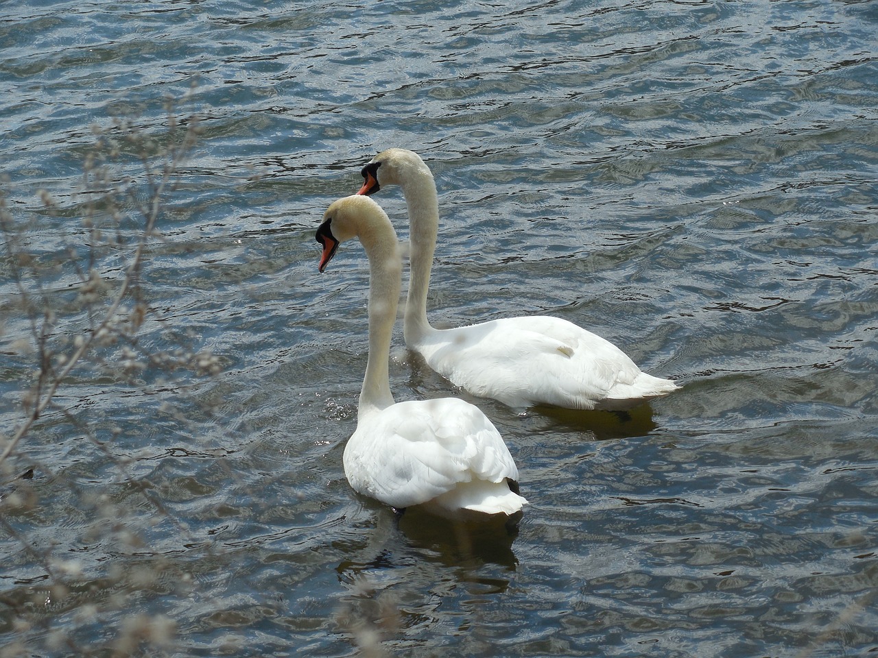 waterfowl swans bird free photo