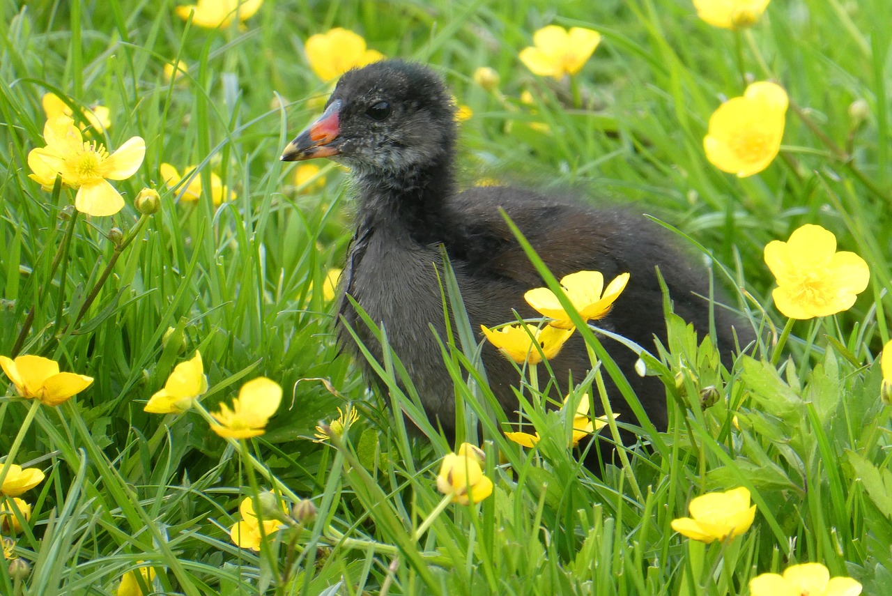 waterhoentje  chick  grass free photo
