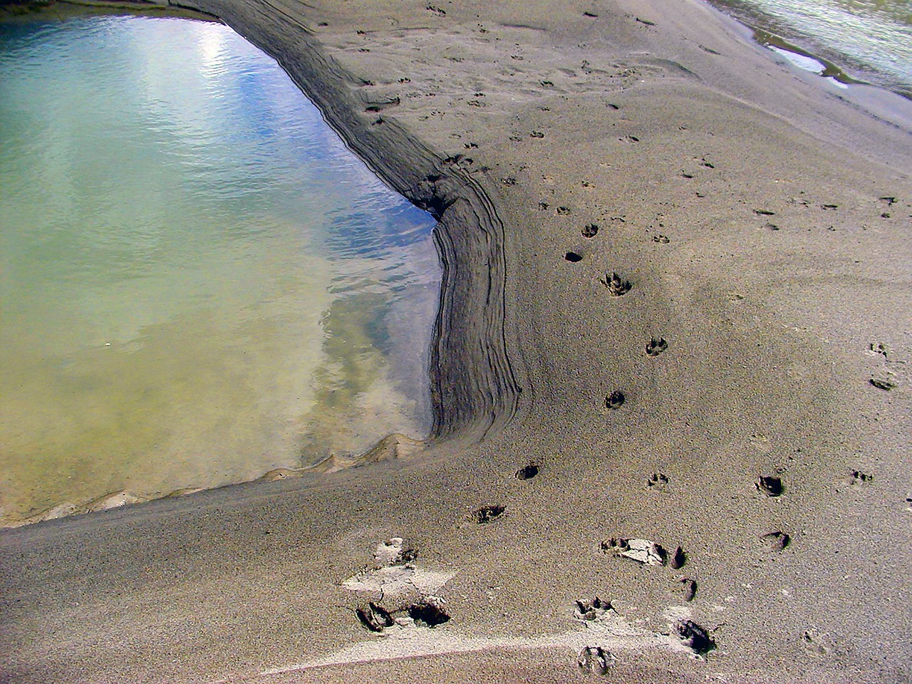 waterhole animal tracks sand free photo