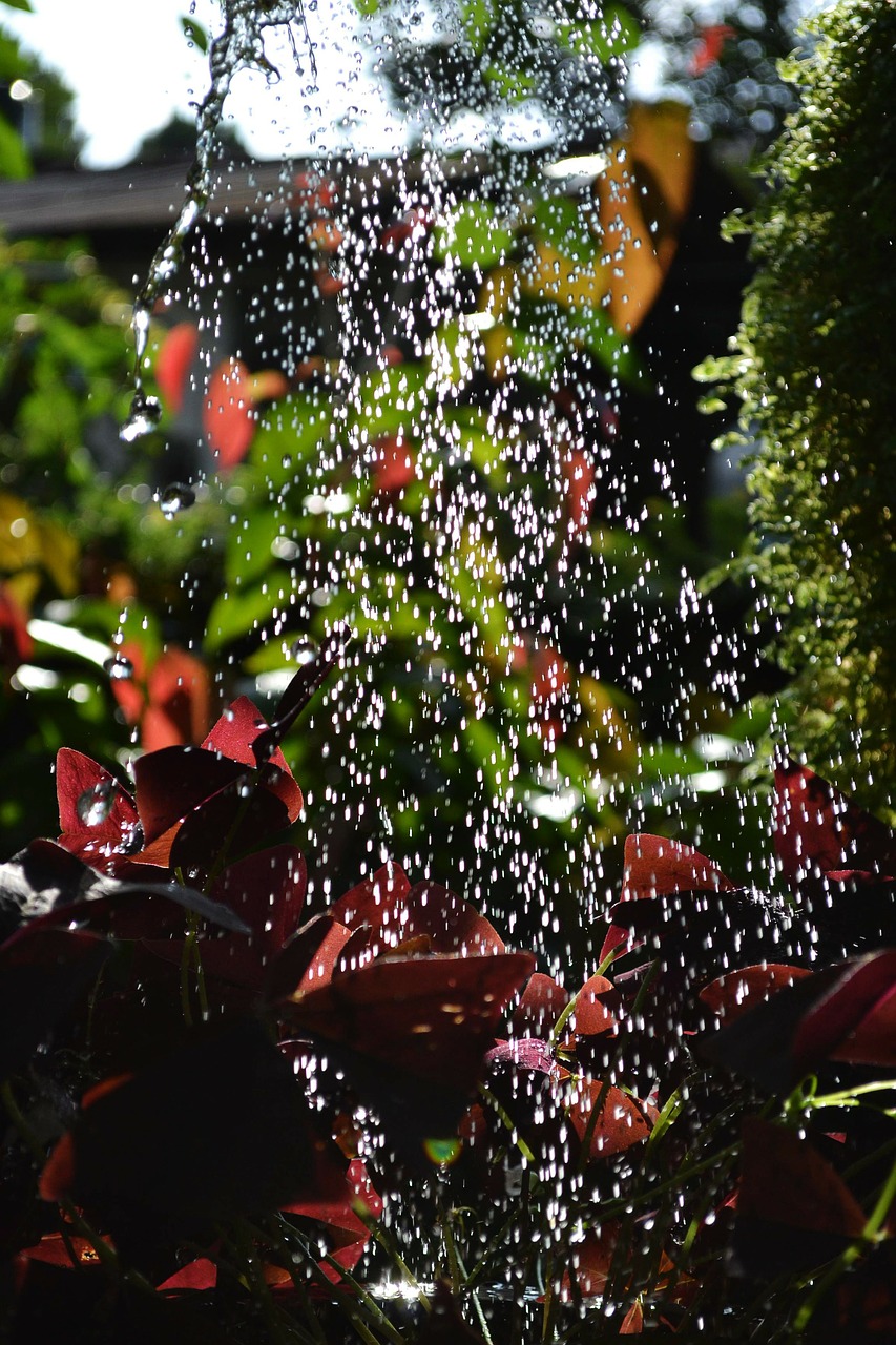 watering water drops plants free photo