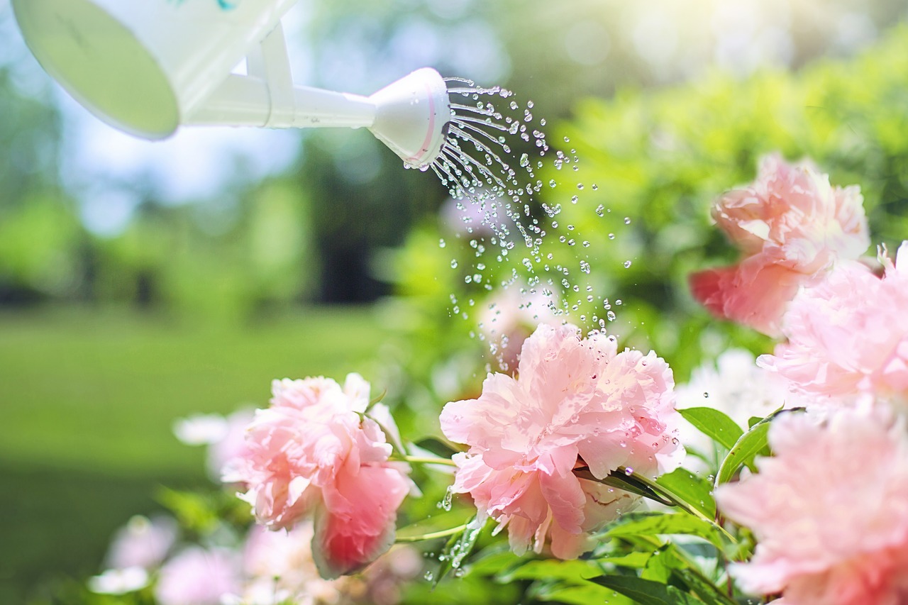 watering flowers peonies free photo
