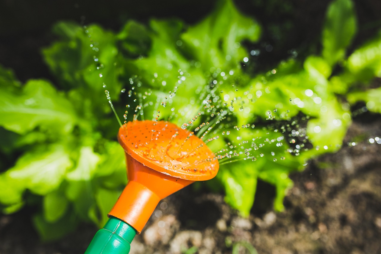 watering watering can plant free photo