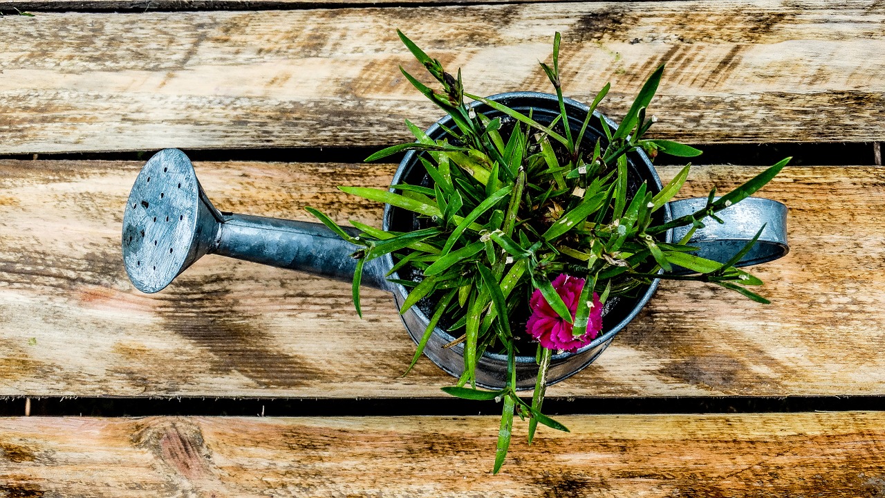 watering can garden box free photo