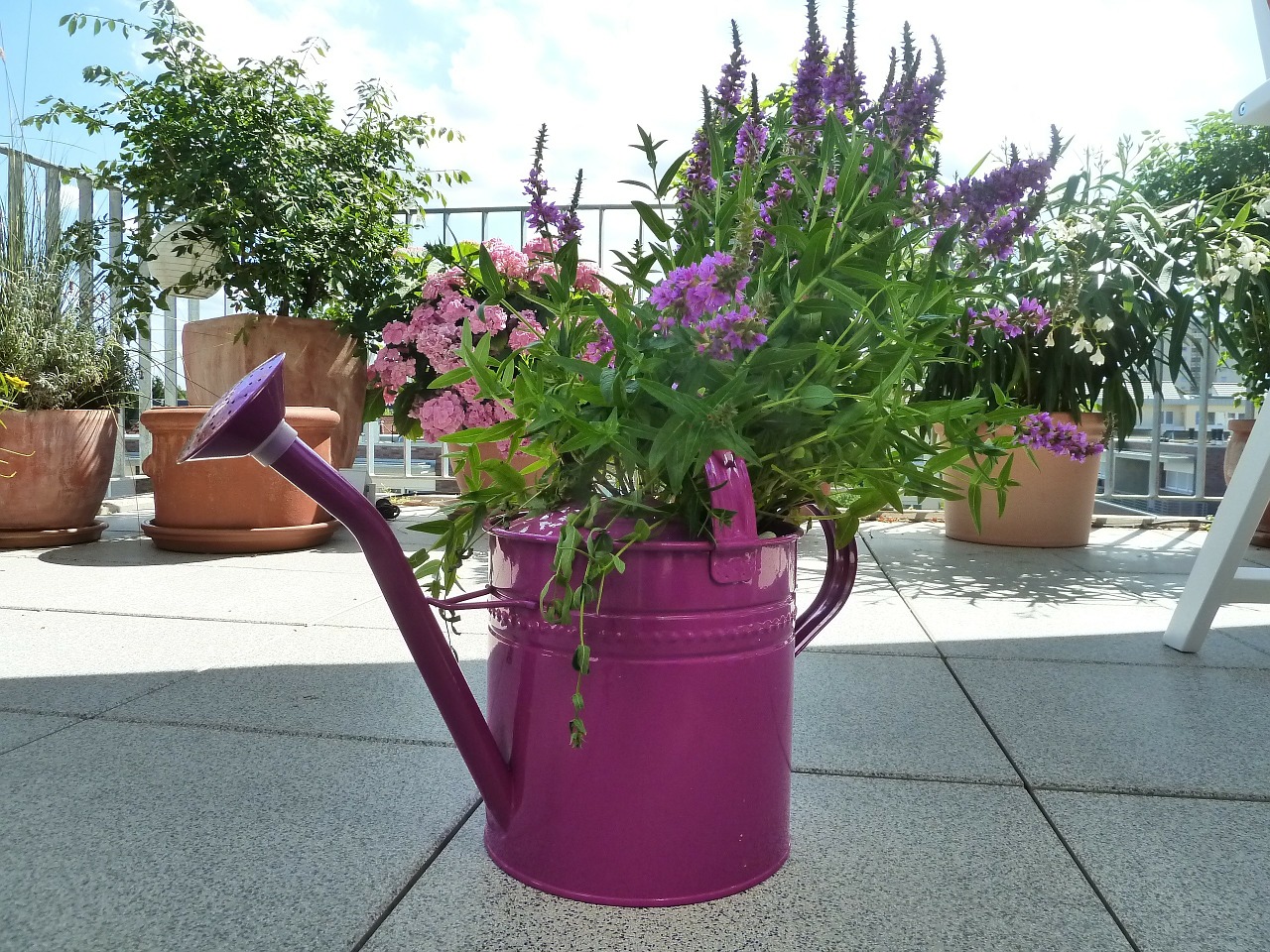 watering can purple casting free photo