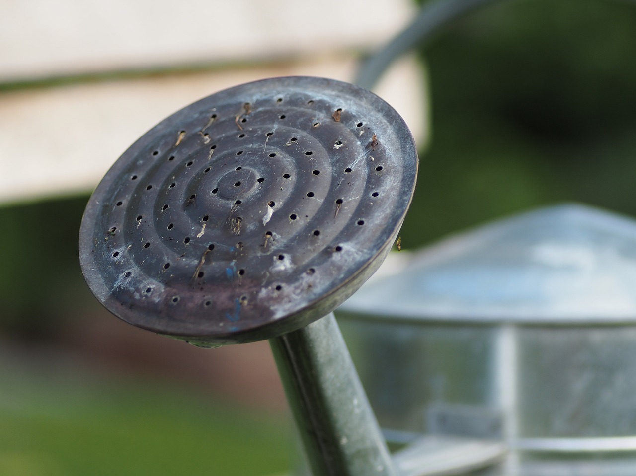 watering can nature water free photo