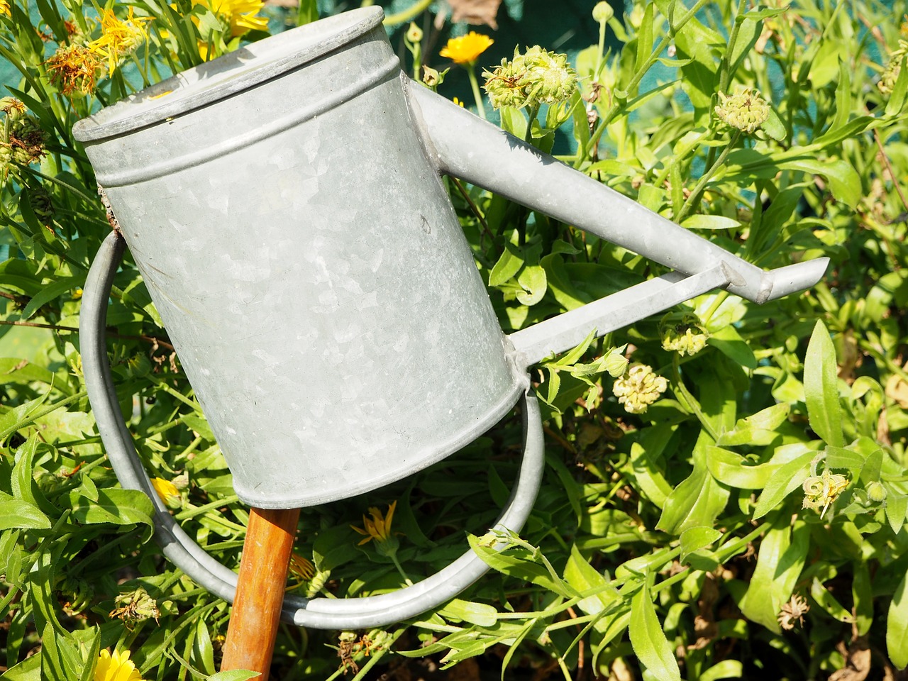 watering can garden marigold free photo