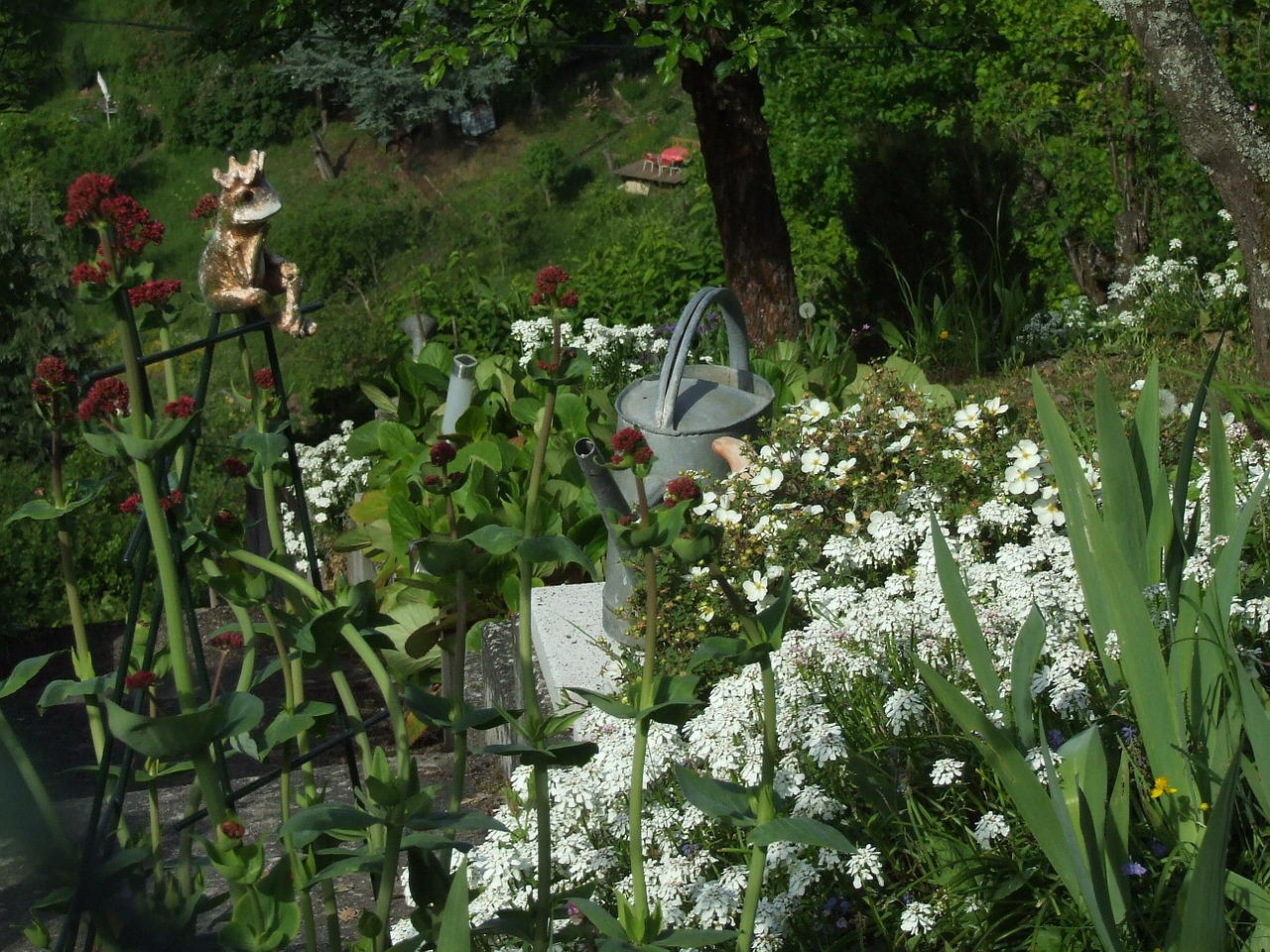 watering can garden spring free photo