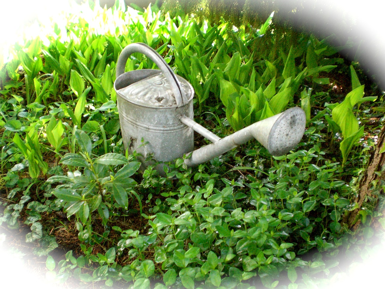 watering can casting irrigation free photo