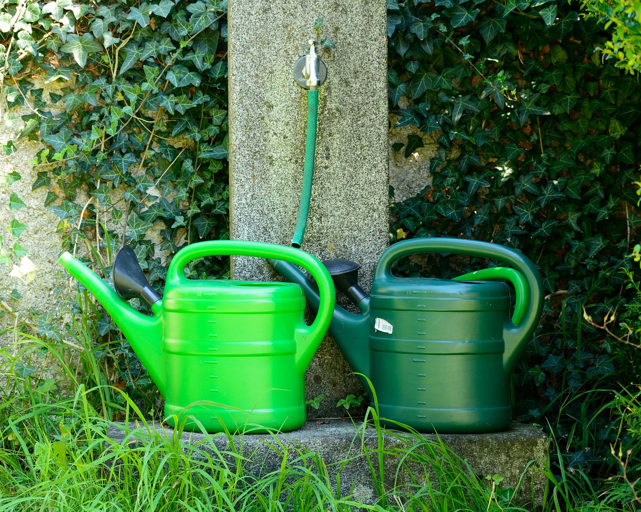 watering hole watering can casting free photo