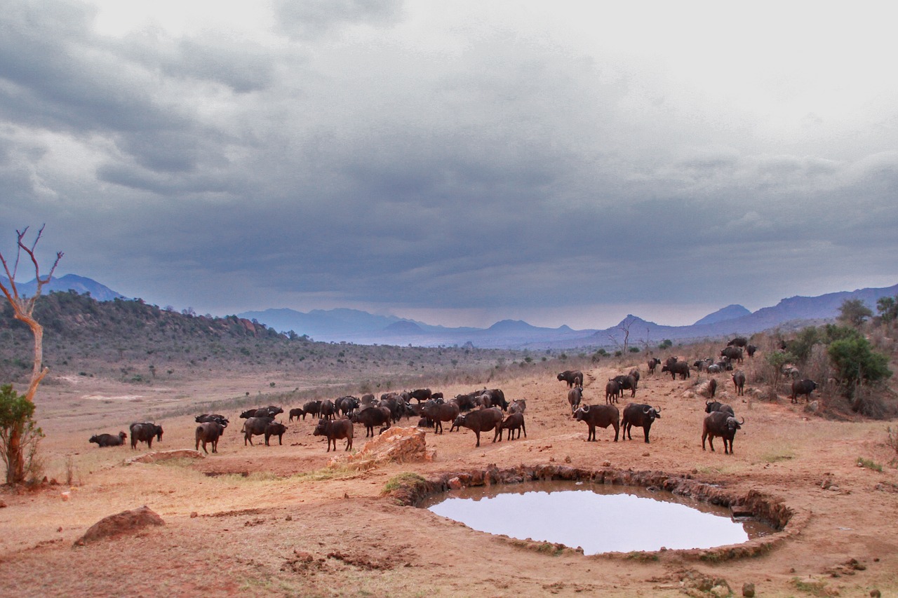 watering hole buffalo animals free photo