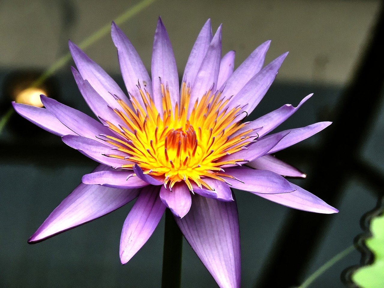 waterleliebloem water lily flower free photo