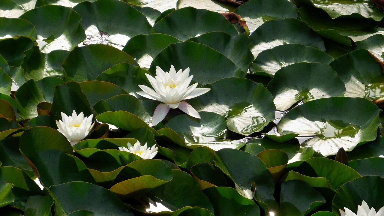 waterlilies green water-plant free photo