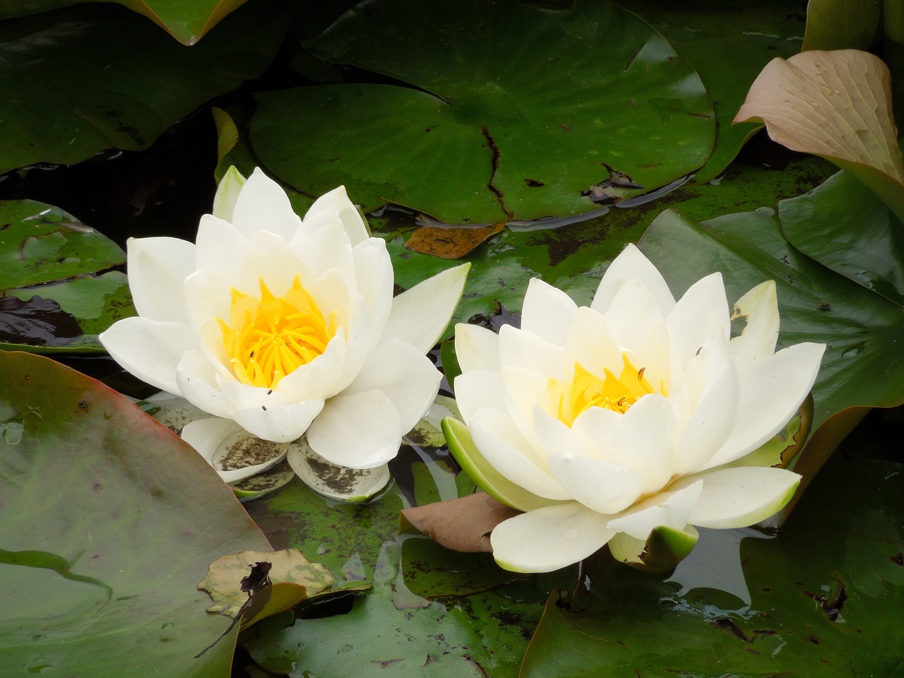 waterlilies lake flowers free photo