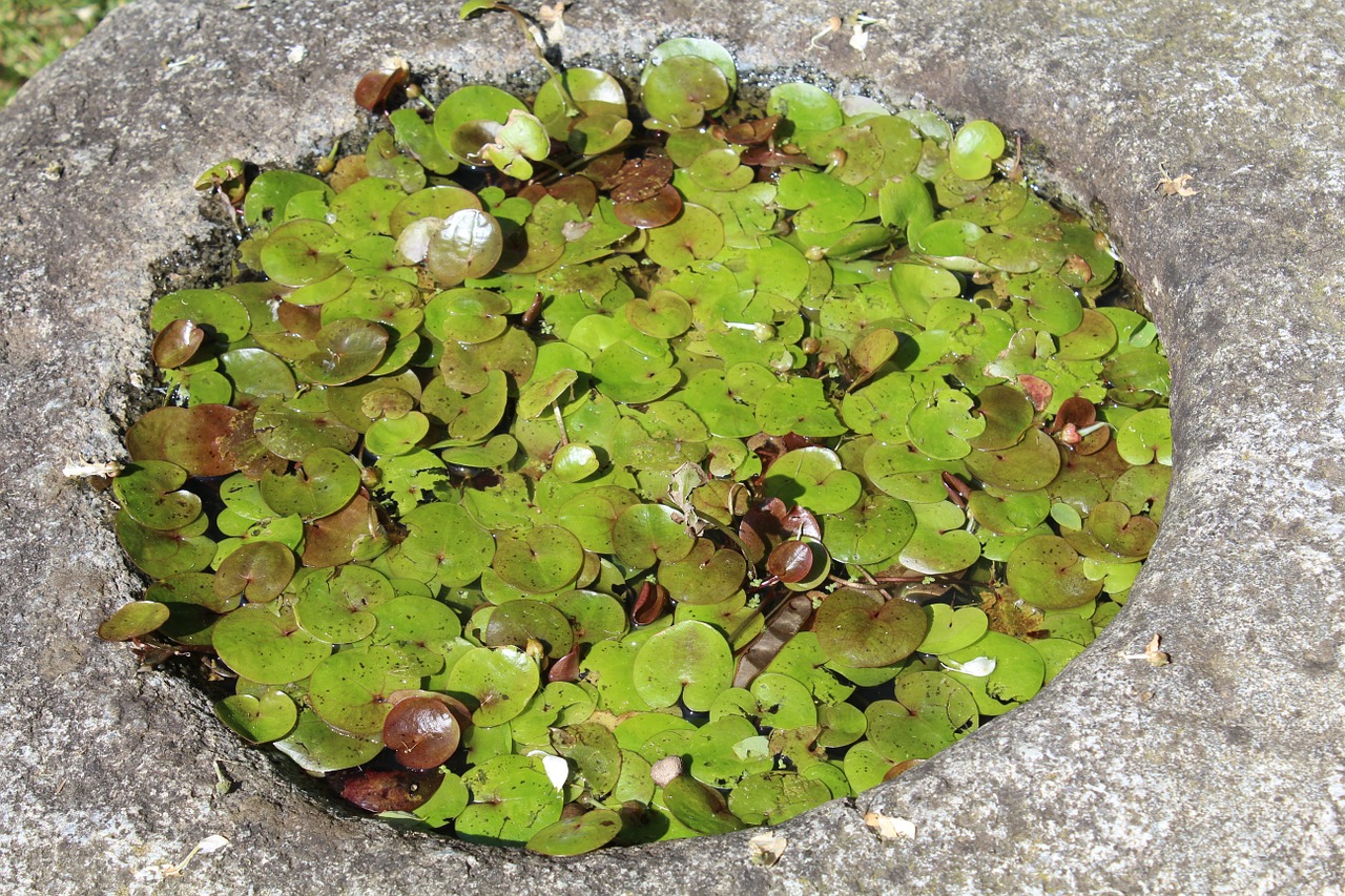 waterlilies aquatic plants leaves free photo