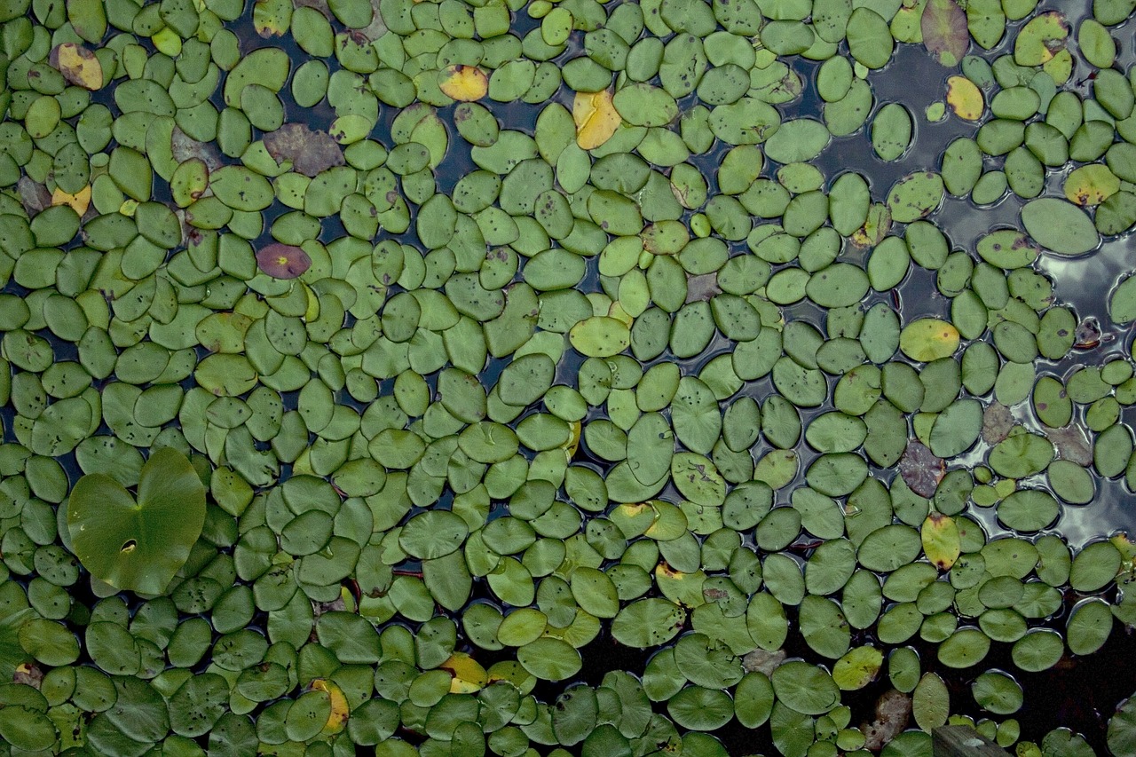 waterlilies plants leaf free photo