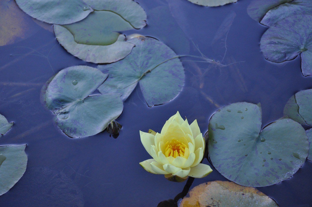 flower waterlilies pond free photo