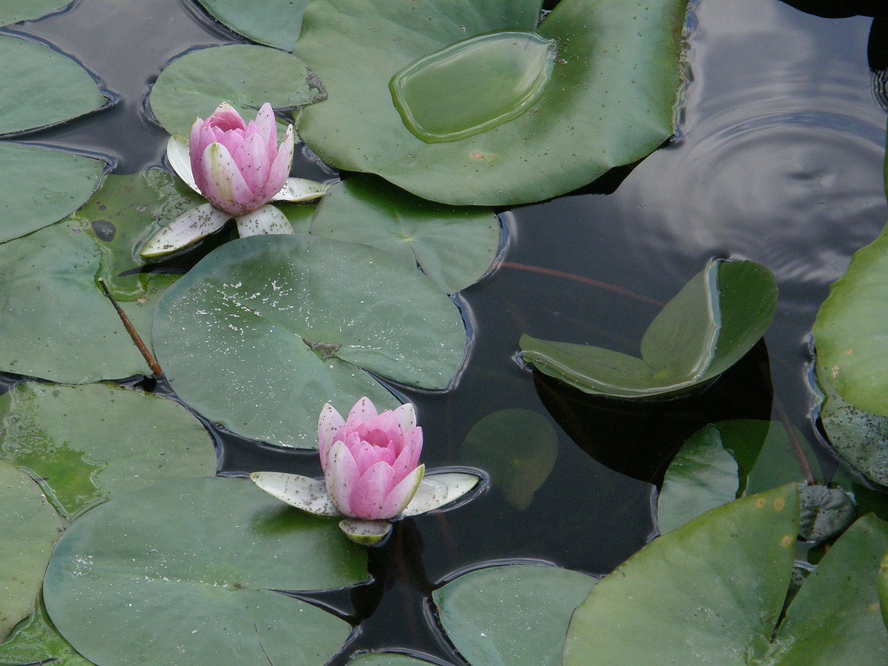 waterlilies flowers pond free photo