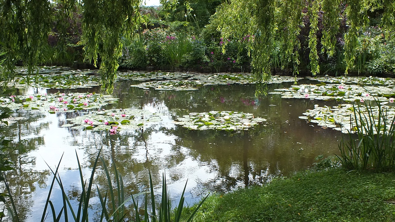 waterlilies pond water plants free photo