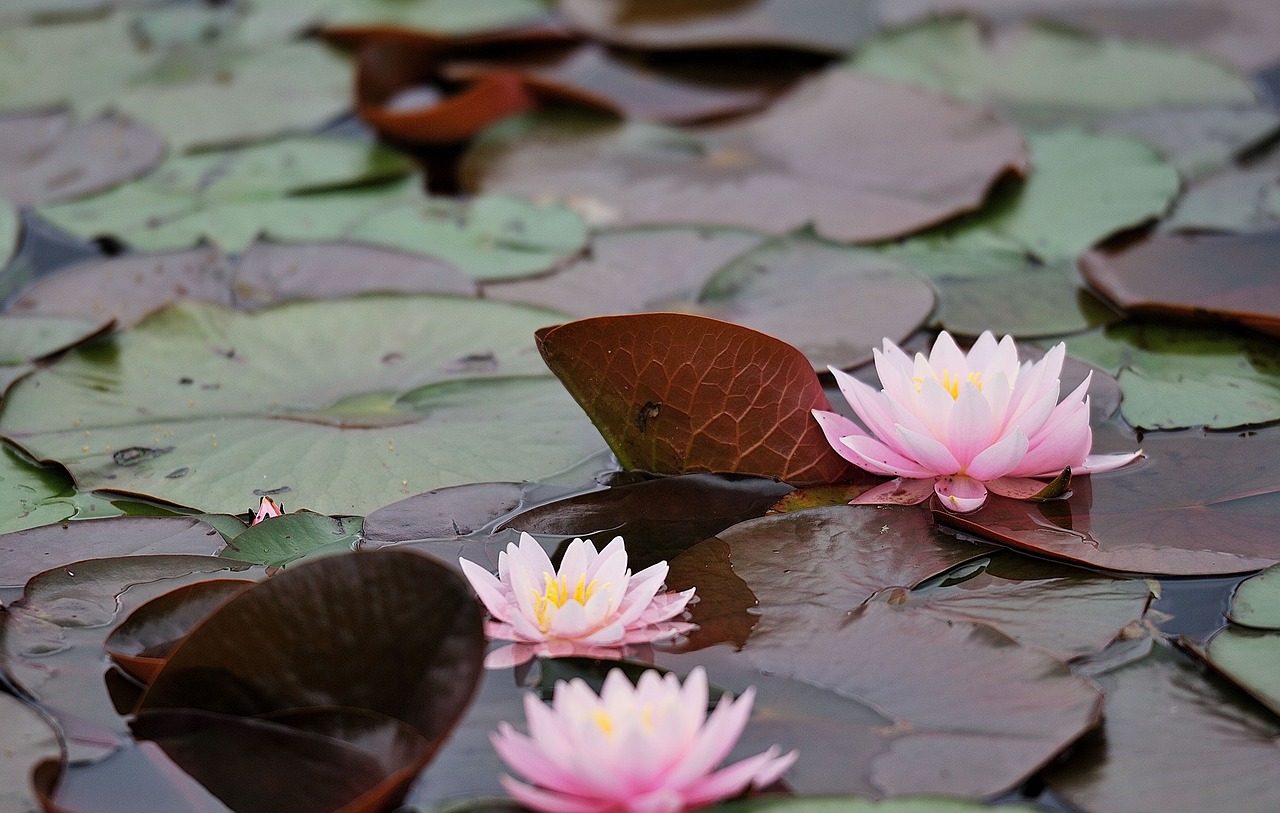 waterlilies water water lilies free photo