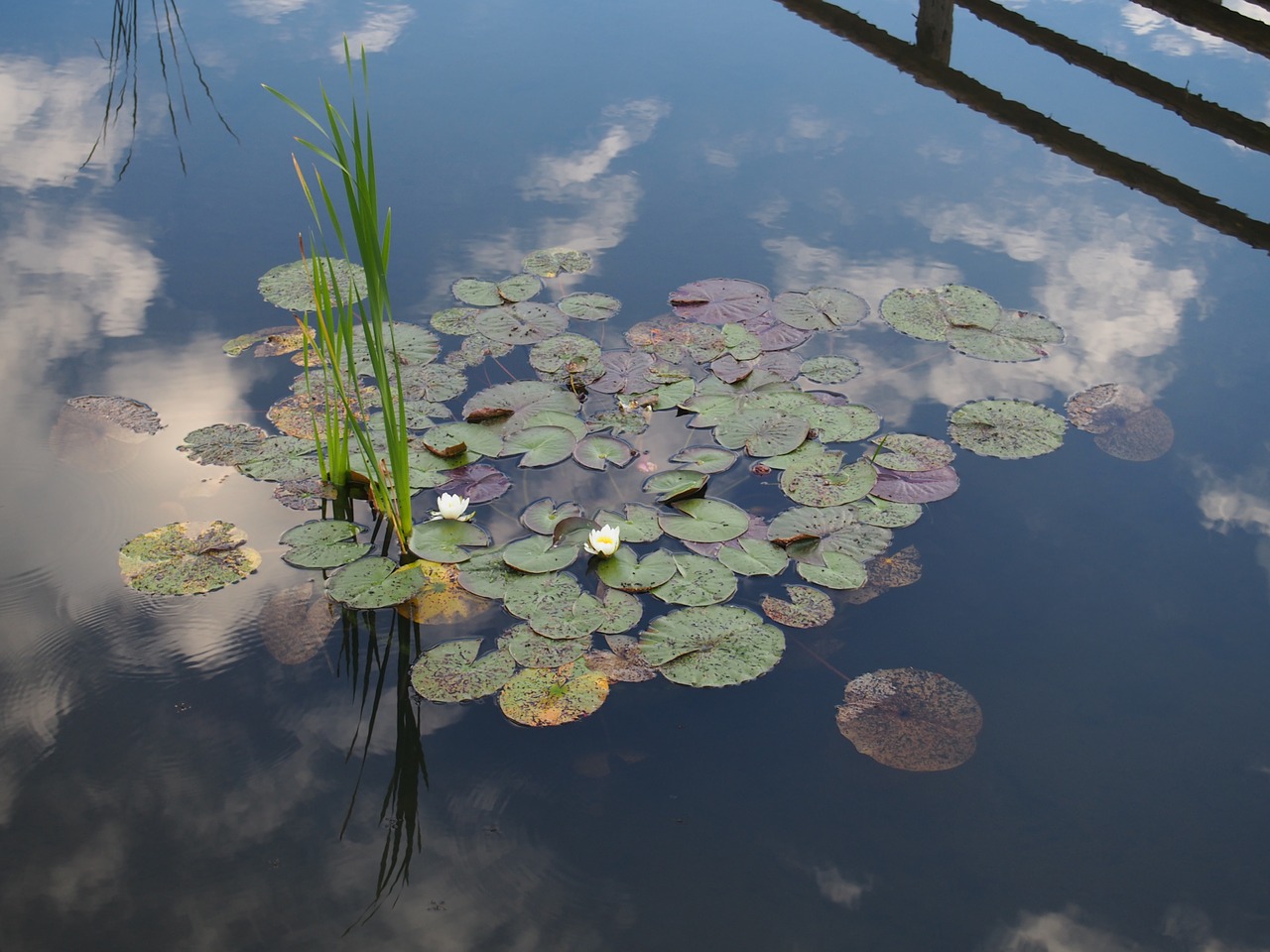 waterlilies lagoon reflection free photo