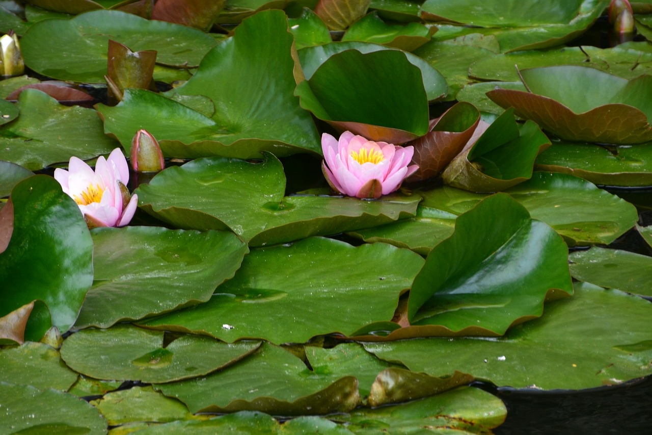 waterlilies  lake  flower free photo