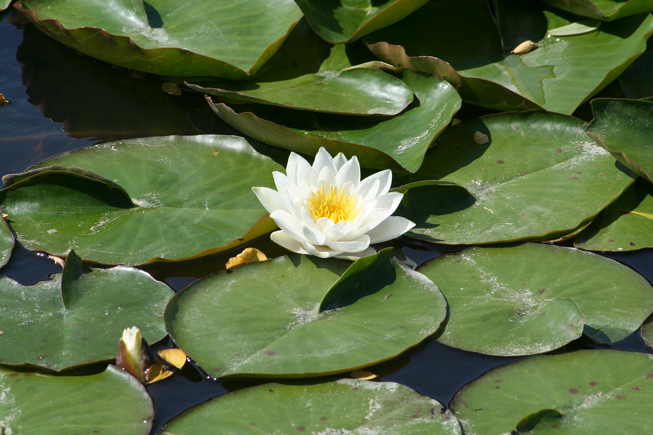 waterlilies  flowers  pond free photo