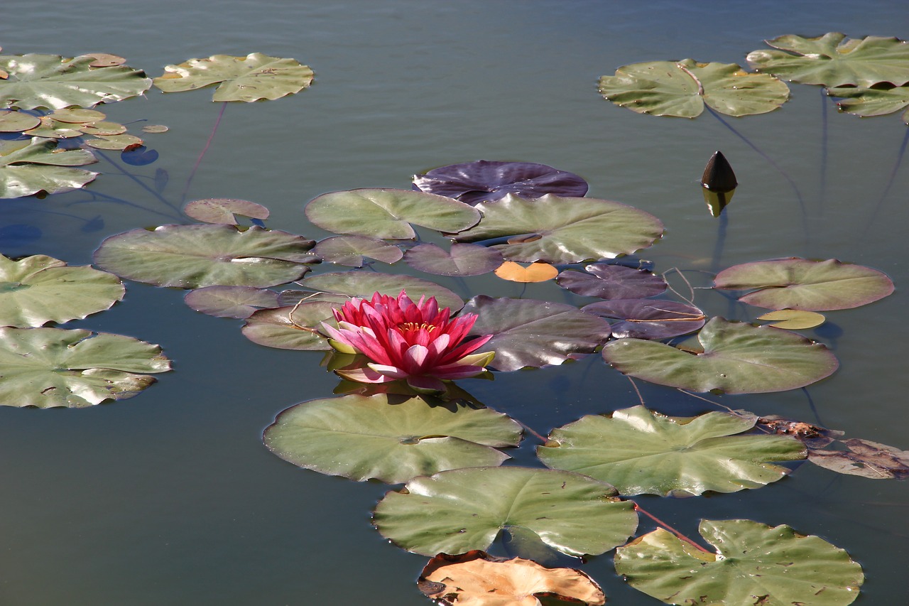 waterlilies  pond  garden free photo