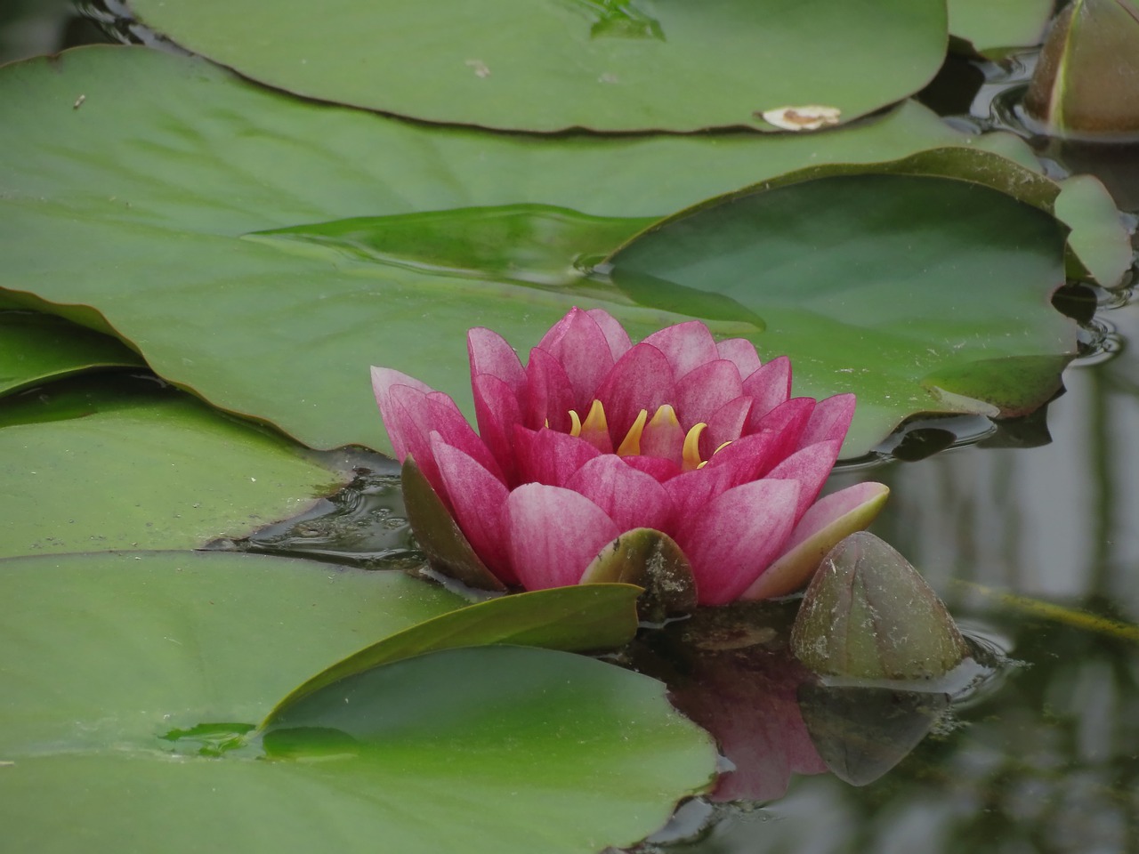 waterlilies  chalice  water free photo