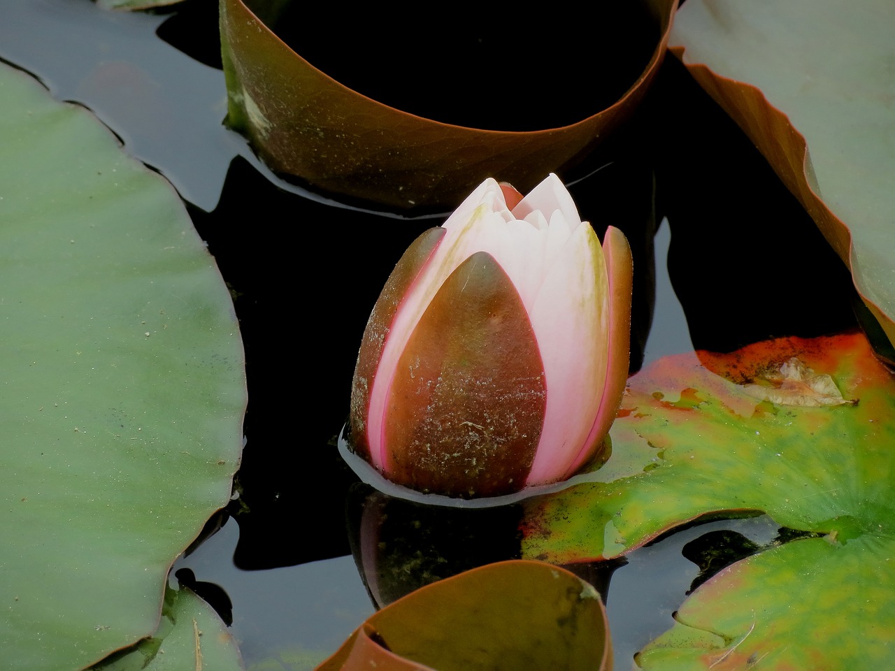 waterlilies  chalice  water free photo