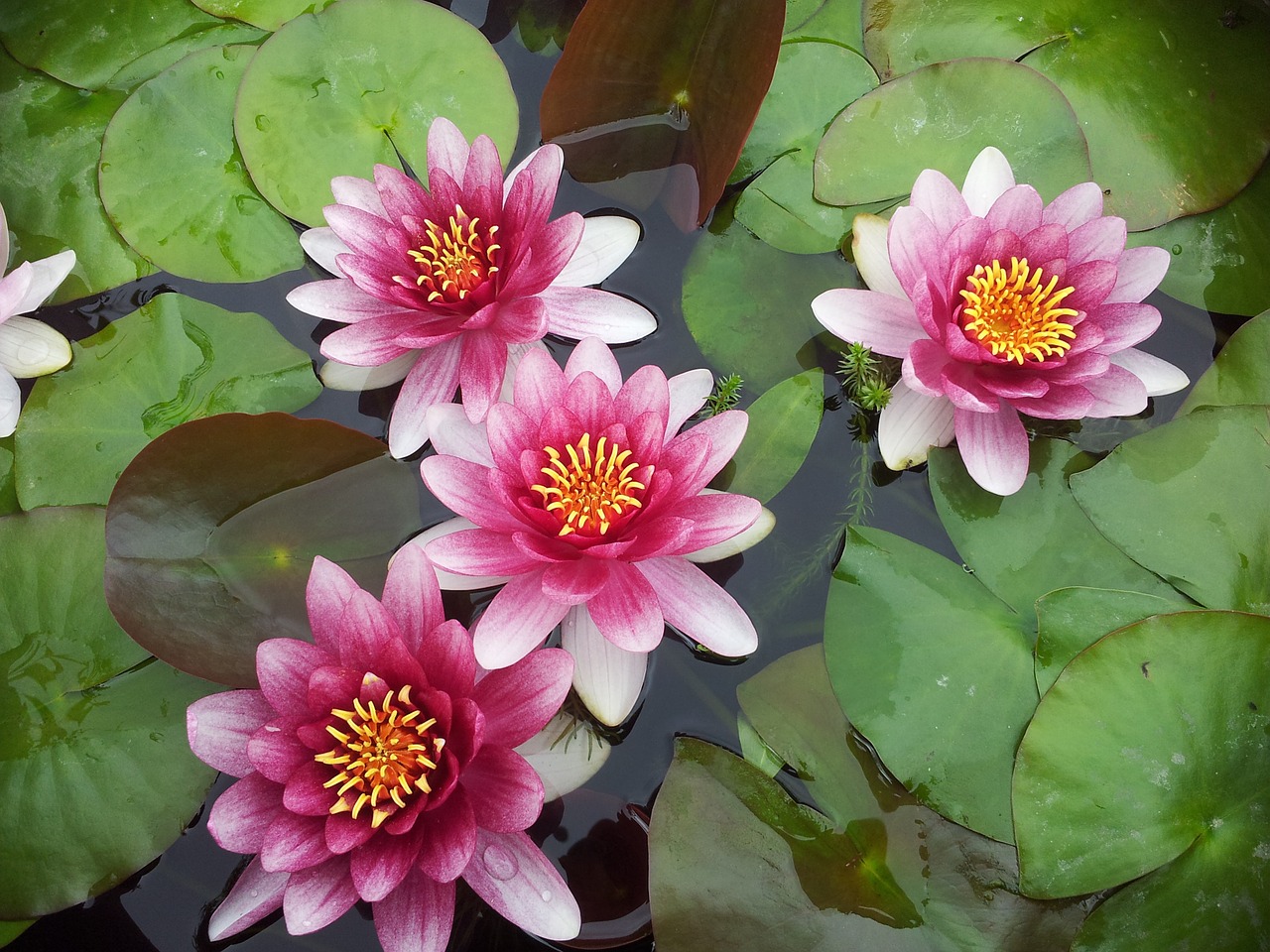 waterlilies flowers summer free photo