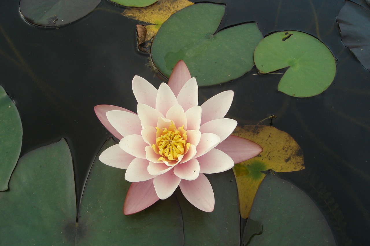 waterlilies flower water lilies free photo