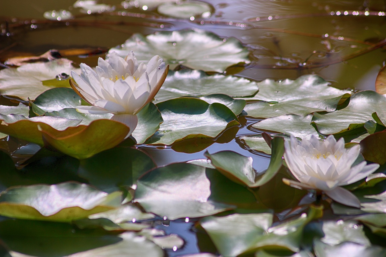 waterlilies spiritual pond free photo